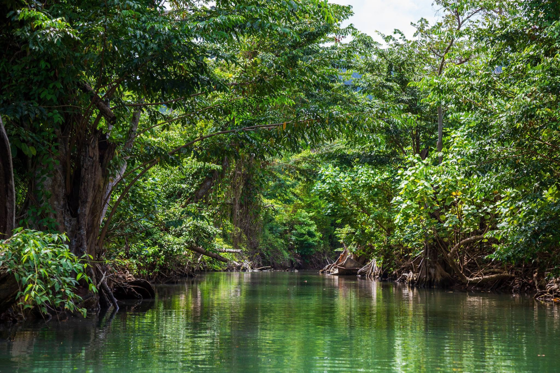 Indian River winding through shaded mangrove forest