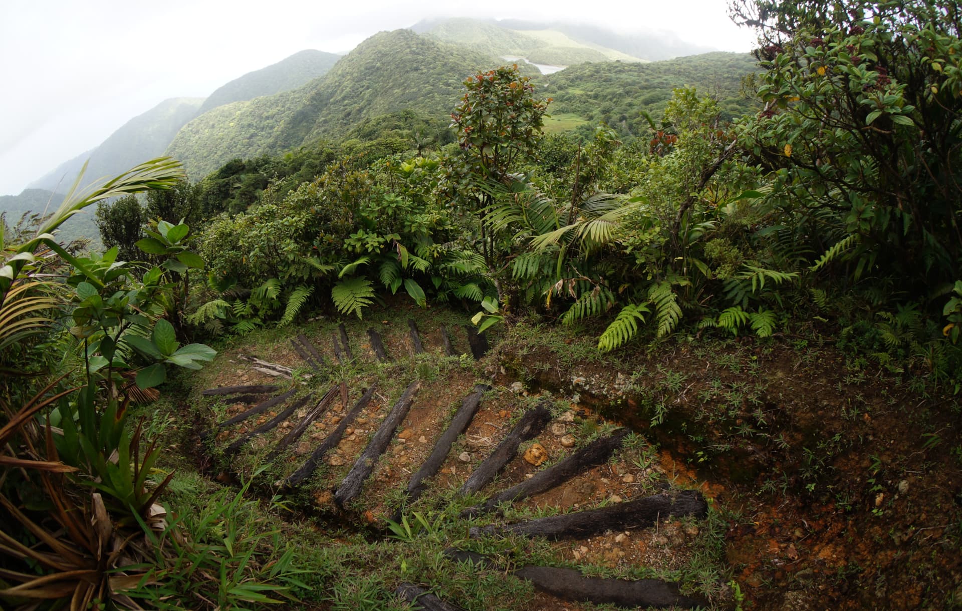Wooden trail steps through misty rainforest