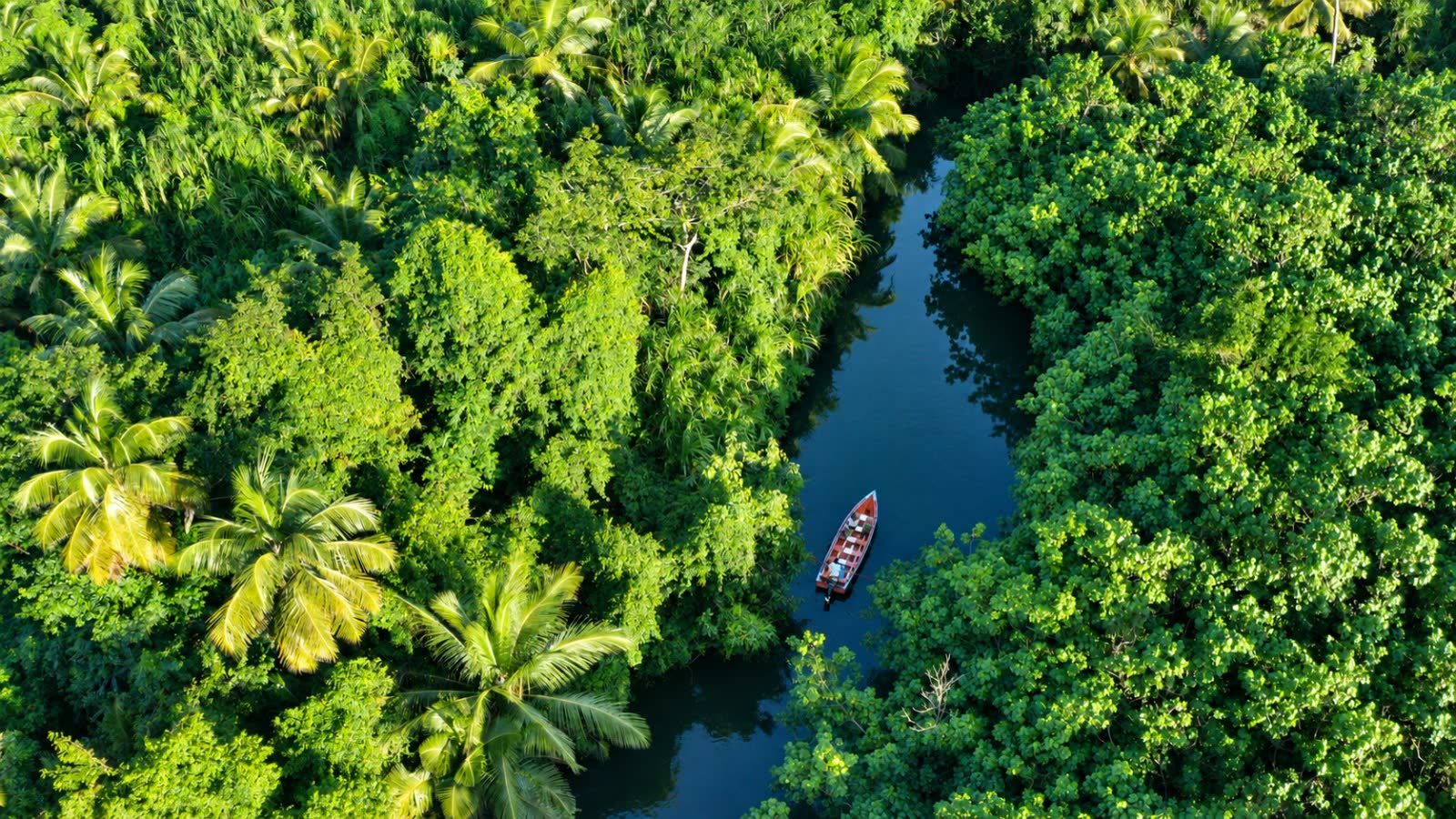 Aerial view of a boat on a river winding through dense rainforest in Dominica